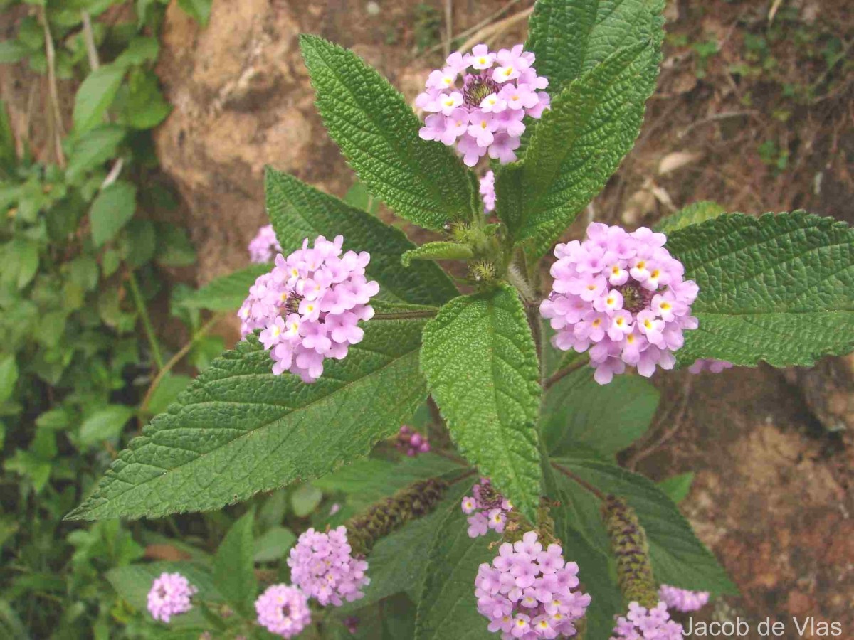 Lantana trifolia L.